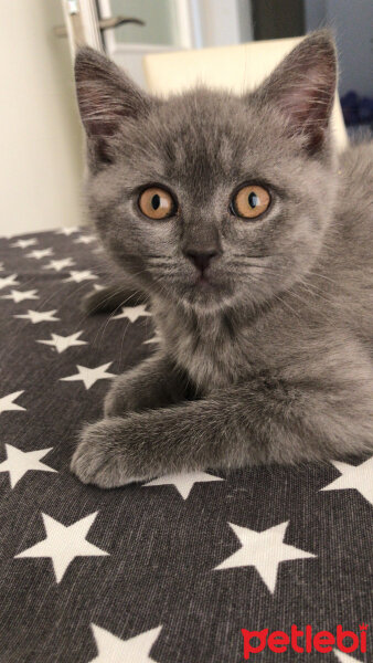 British Shorthair, Kedi  Mathilda fotoğrafı