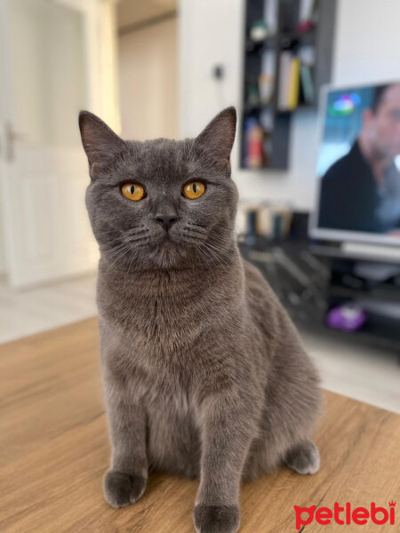 British Shorthair, Kedi  Mathilda fotoğrafı