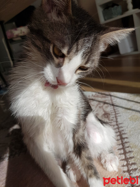 Tekir Kedi, Kedi  Holly fotoğrafı