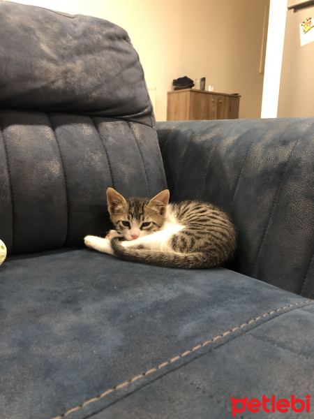 Tekir Kedi, Kedi  Edi fotoğrafı