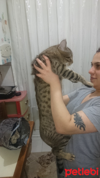 Tekir Kedi, Kedi  Paşa fotoğrafı