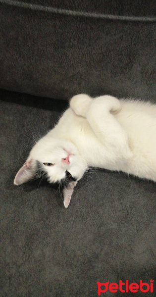 Tekir Kedi, Kedi  Poo fotoğrafı