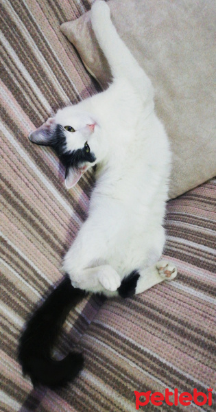Tekir Kedi, Kedi  Poo fotoğrafı