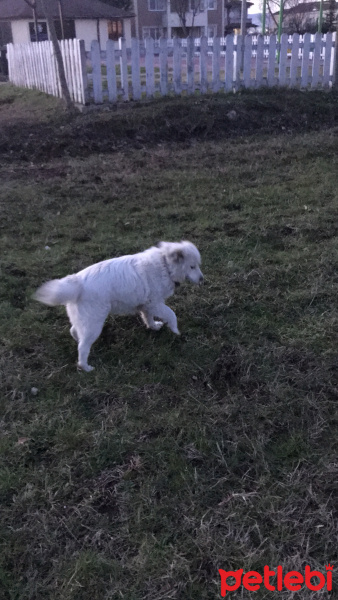 Samoyed, Köpek  maya fotoğrafı