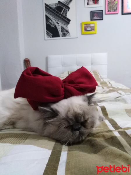 İran Kedisi (Persian), Kedi  Pika fotoğrafı
