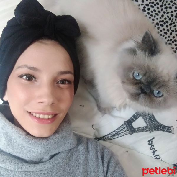 İran Kedisi (Persian), Kedi  Pika fotoğrafı