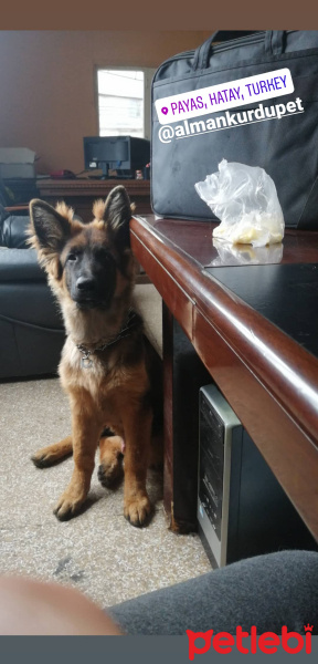 Alman Çoban Köpeği, Köpek  Leo fotoğrafı