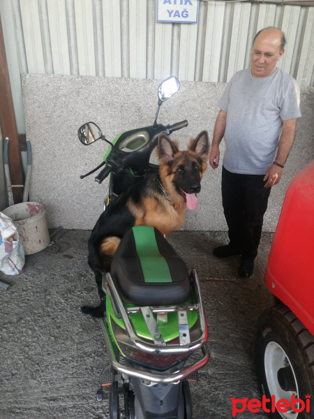 Alman Çoban Köpeği, Köpek  Leo fotoğrafı