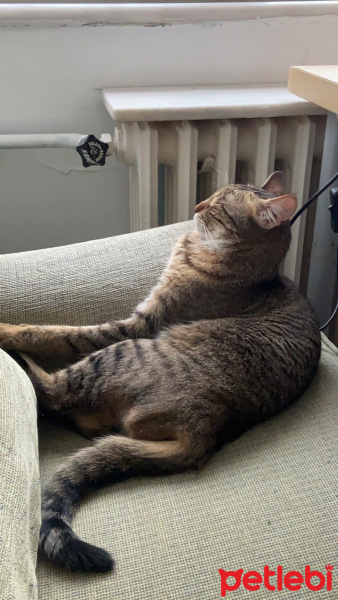 Tekir Kedi, Kedi  Leyloş fotoğrafı