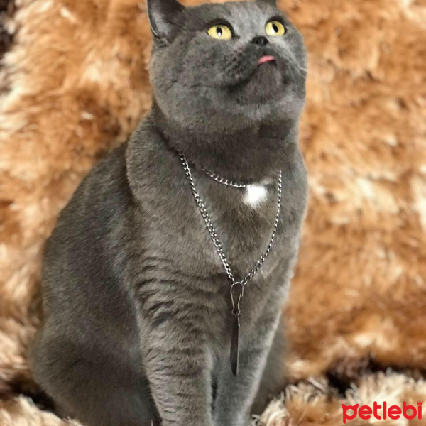 British Shorthair, Kedi  Ebru fotoğrafı