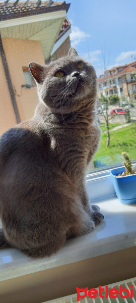 British Shorthair, Kedi  Ebru fotoğrafı