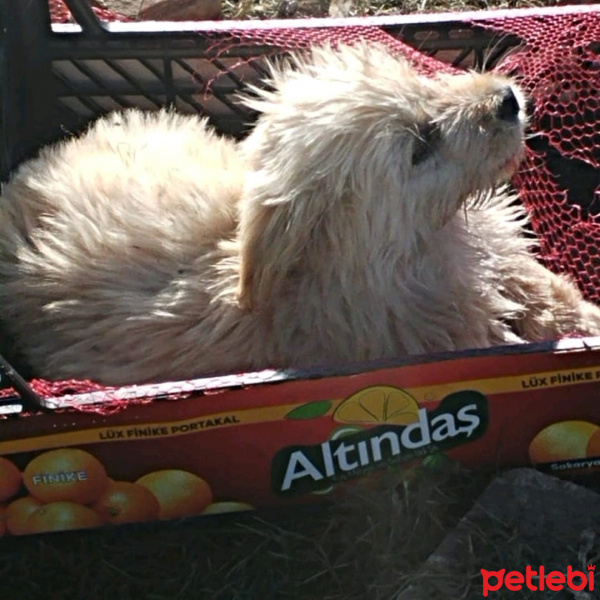 Maltese, Köpek  Tombik fotoğrafı
