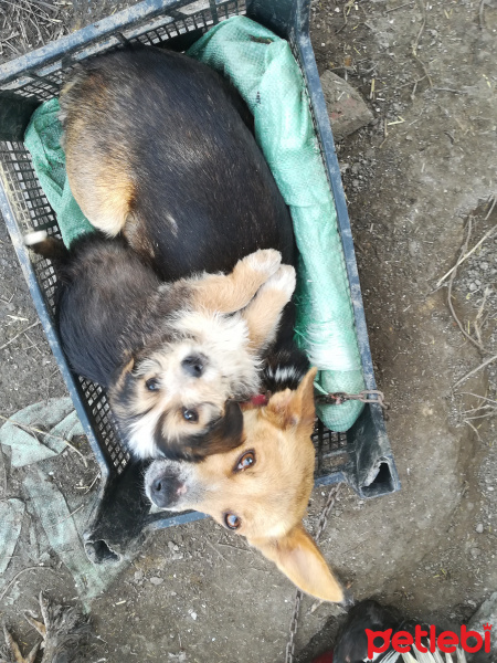 Maltese, Köpek  Prens fotoğrafı