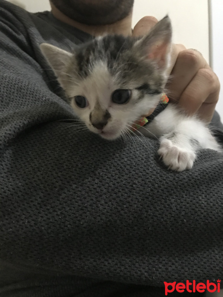 Abyssinian, Kedi  Paytak fotoğrafı