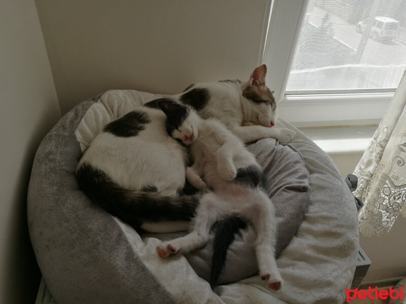 Tekir Kedi, Kedi  Lida fotoğrafı