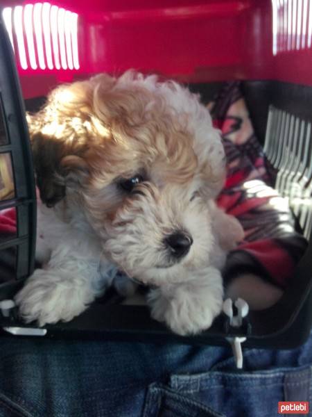 Maltese, Köpek  Molly fotoğrafı