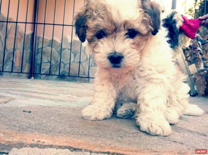 Maltese, Köpek  Molly fotoğrafı