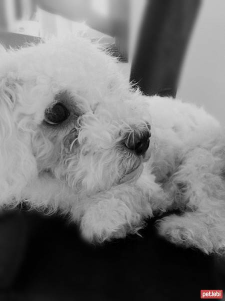 Maltese, Köpek  Molly fotoğrafı