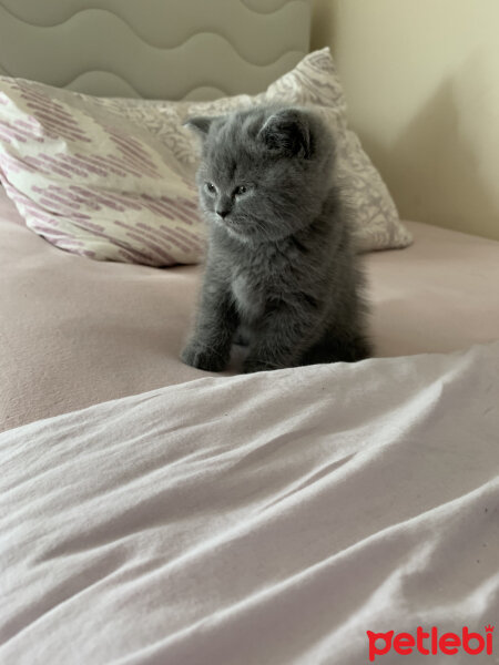 British Shorthair, Kedi  Miso fotoğrafı