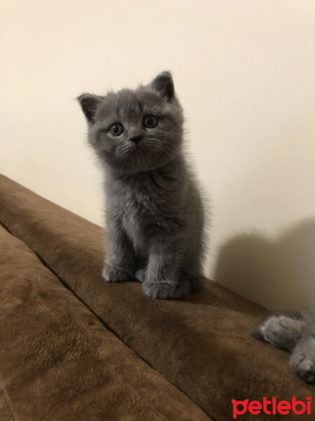 British Shorthair, Kedi  Miso fotoğrafı