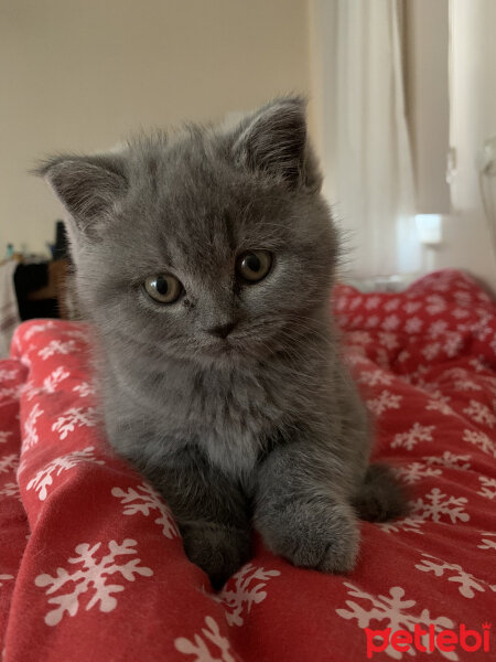 British Shorthair, Kedi  Miso fotoğrafı