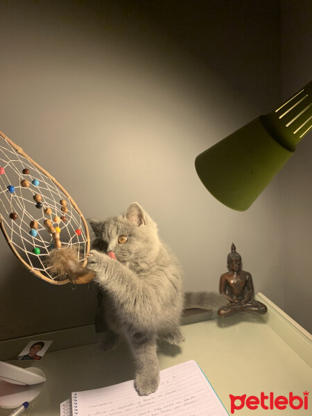 British Shorthair, Kedi  Miso fotoğrafı