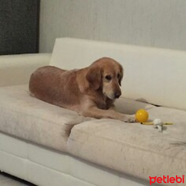 Golden Retriever, Köpek  Daisy fotoğrafı