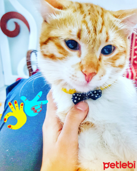 Tekir Kedi, Kedi  Kuki fotoğrafı