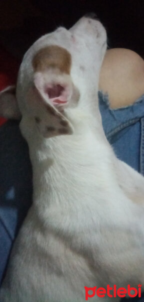 Jack Russell Terrier, Köpek  Elsa fotoğrafı