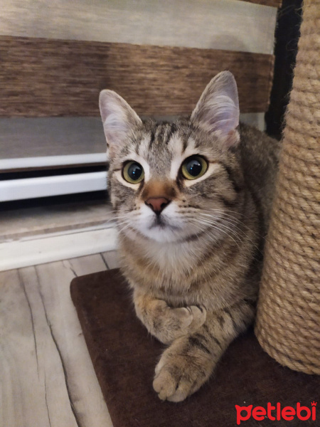 Tekir Kedi, Kedi  Eurus fotoğrafı