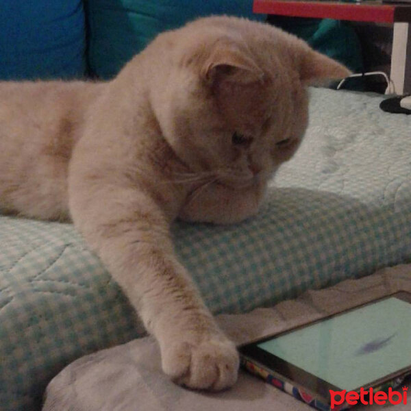 British Shorthair, Kedi  polo fotoğrafı