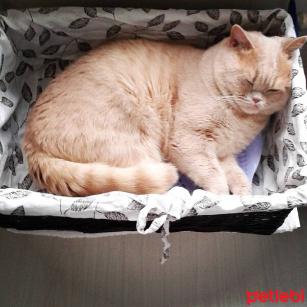 British Shorthair, Kedi  polo fotoğrafı