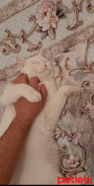 British Shorthair, Kedi  Melek fotoğrafı