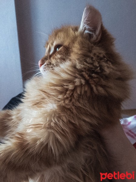 Maine Coon, Kedi  Chivas fotoğrafı