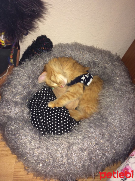 Maine Coon, Kedi  Chivas fotoğrafı