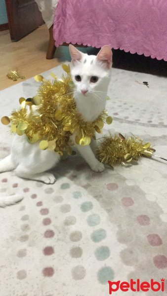 Tekir Kedi, Kedi  Sütlaç fotoğrafı
