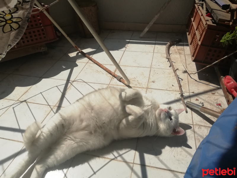 Van Kedisi, Kedi  Eyşan fotoğrafı