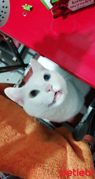 Van Kedisi, Kedi  Eyşan fotoğrafı