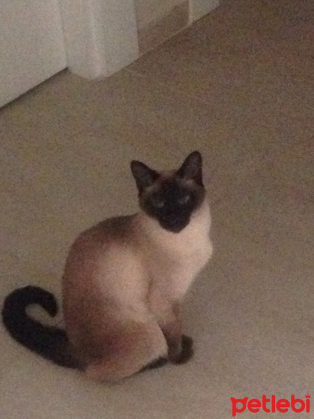 Siyam Kedisi, Kedi  molly fotoğrafı