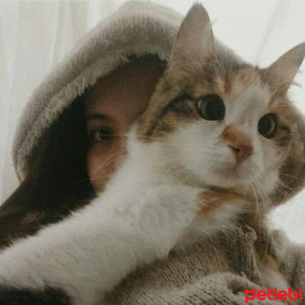 Tekir Kedi, Kedi  Gıcır fotoğrafı