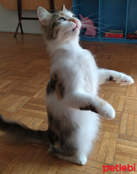 Tekir Kedi, Kedi  Gıcır fotoğrafı