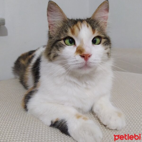 Tekir Kedi, Kedi  Gıcır fotoğrafı