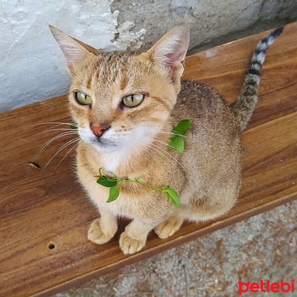 Tekir Kedi, Kedi  Gıcır fotoğrafı