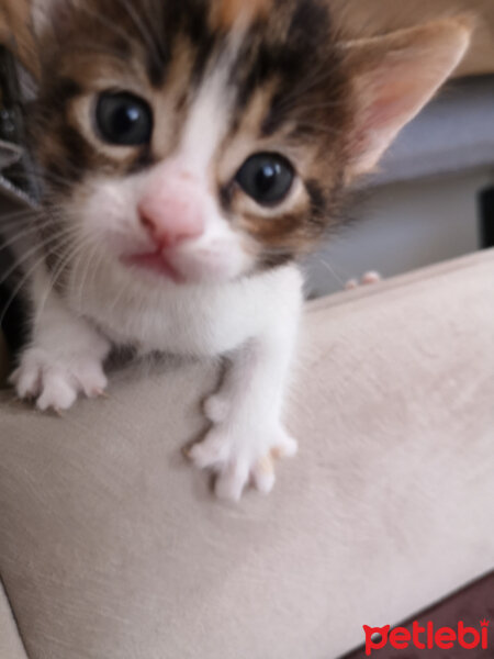 Sibirya Kedisi, Kedi  Kırpık fotoğrafı