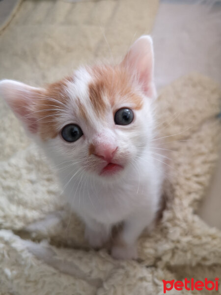 Sibirya Kedisi, Kedi  Kırpık fotoğrafı