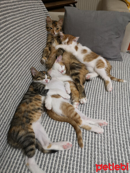 Sibirya Kedisi, Kedi  Kırpık fotoğrafı