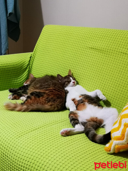 Sibirya Kedisi, Kedi  Kırpık fotoğrafı