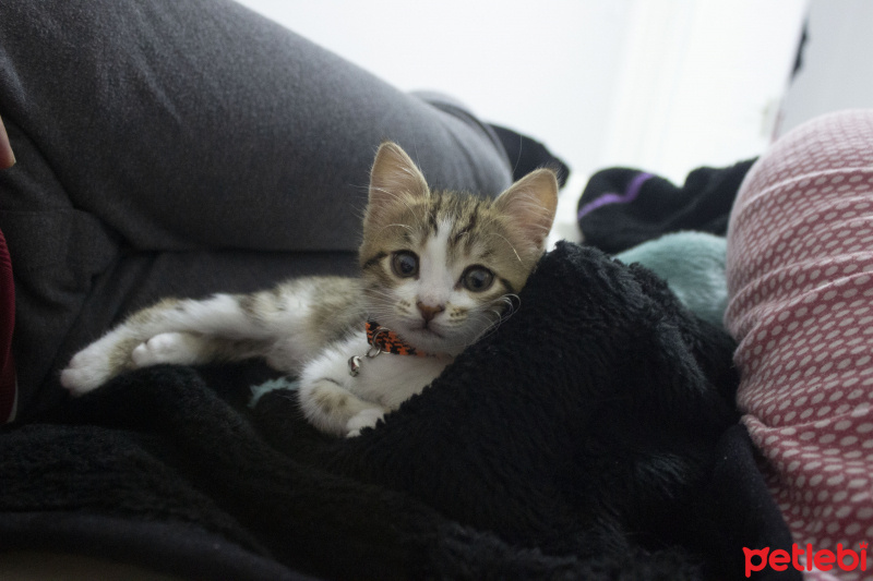 Tekir Kedi, Kedi  Nephalem fotoğrafı