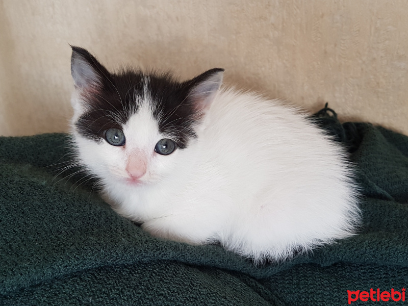 Tekir Kedi, Kedi  Yağmur fotoğrafı