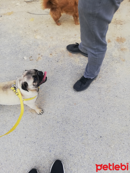 Pug, Köpek  Tosun fotoğrafı